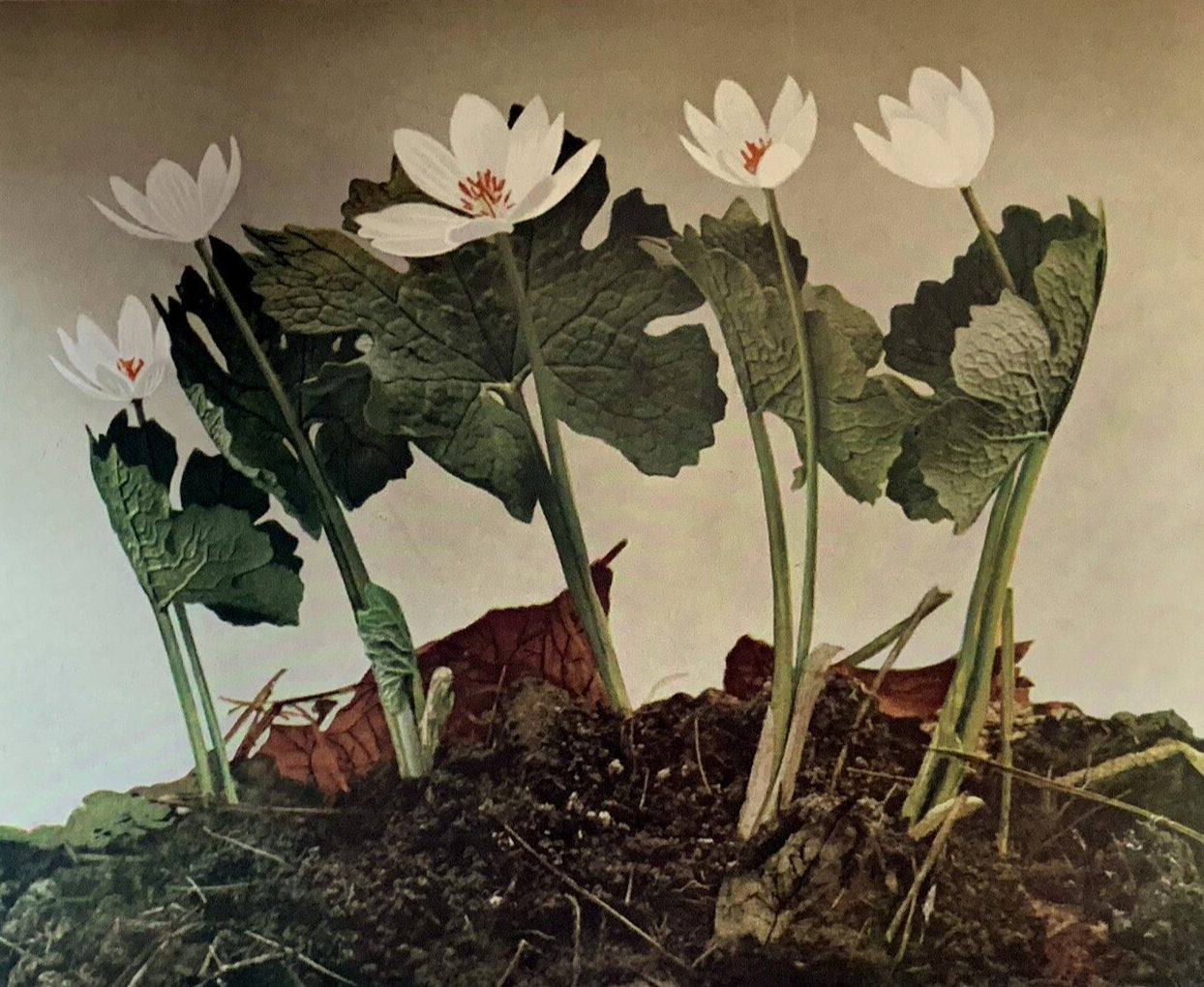 Flowers