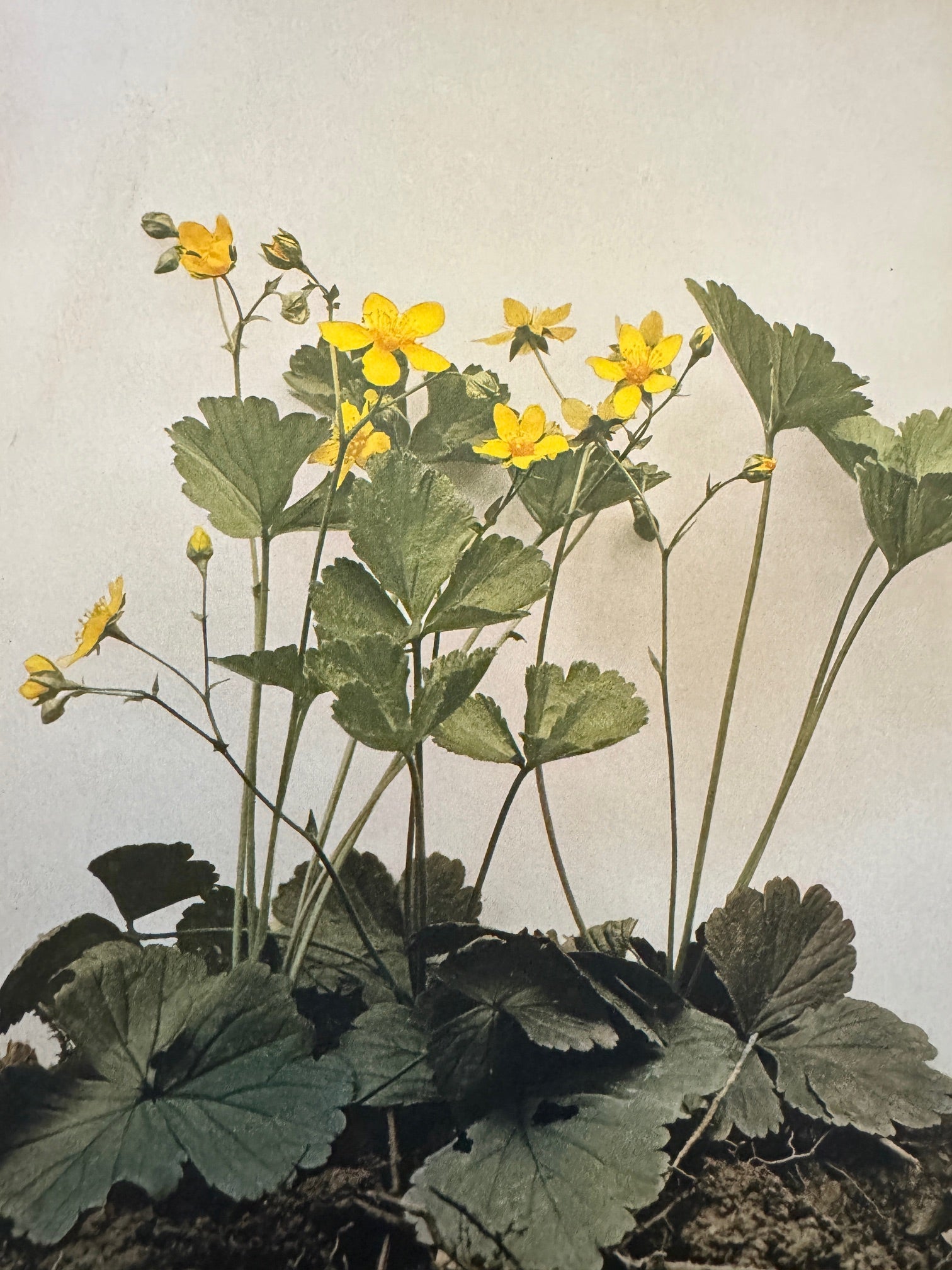 The Garden Edit.