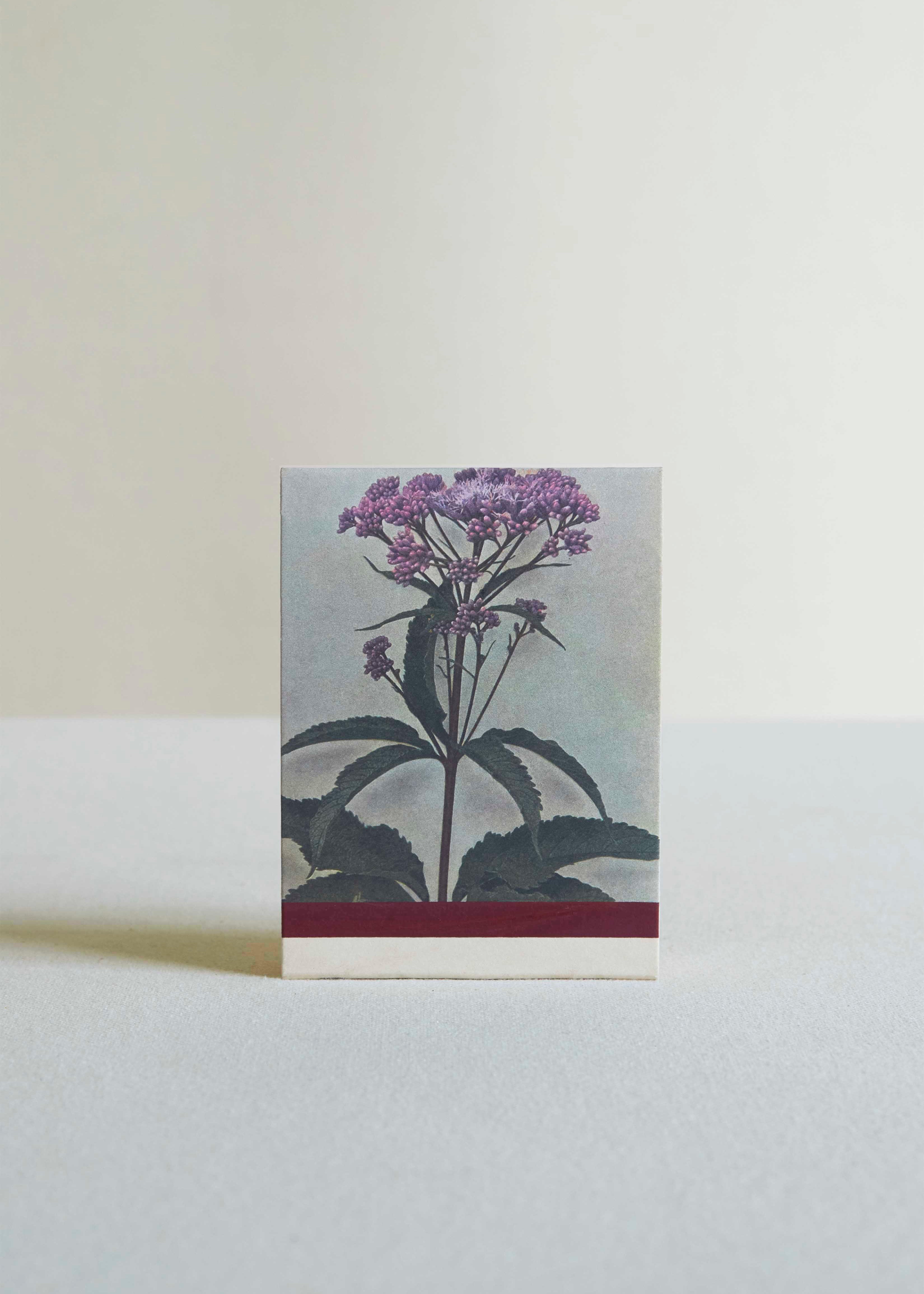 Wild Pink (Silene caroliniana) Botanical Matches