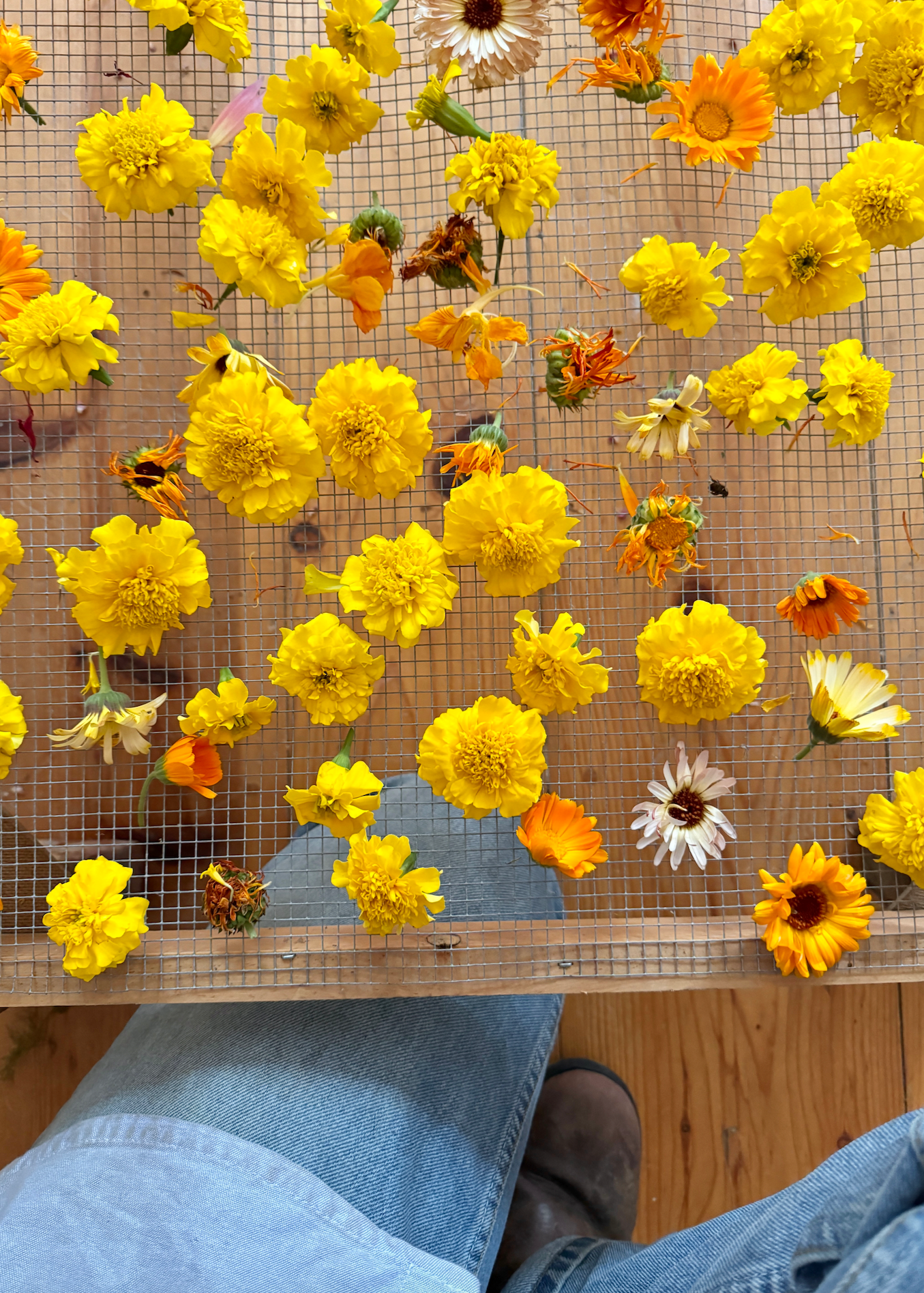 Organic Edible Flower Blend.