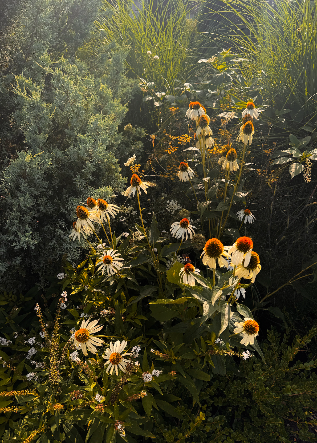 Organic Edible Flower Blend.