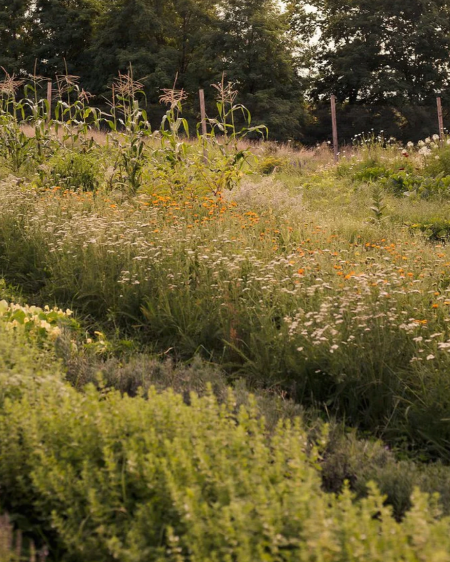 Golden Milk - Emulsifying Cleansing Balm