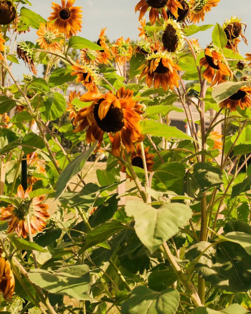 Honey Mallow - Replenishing Nectar Whip