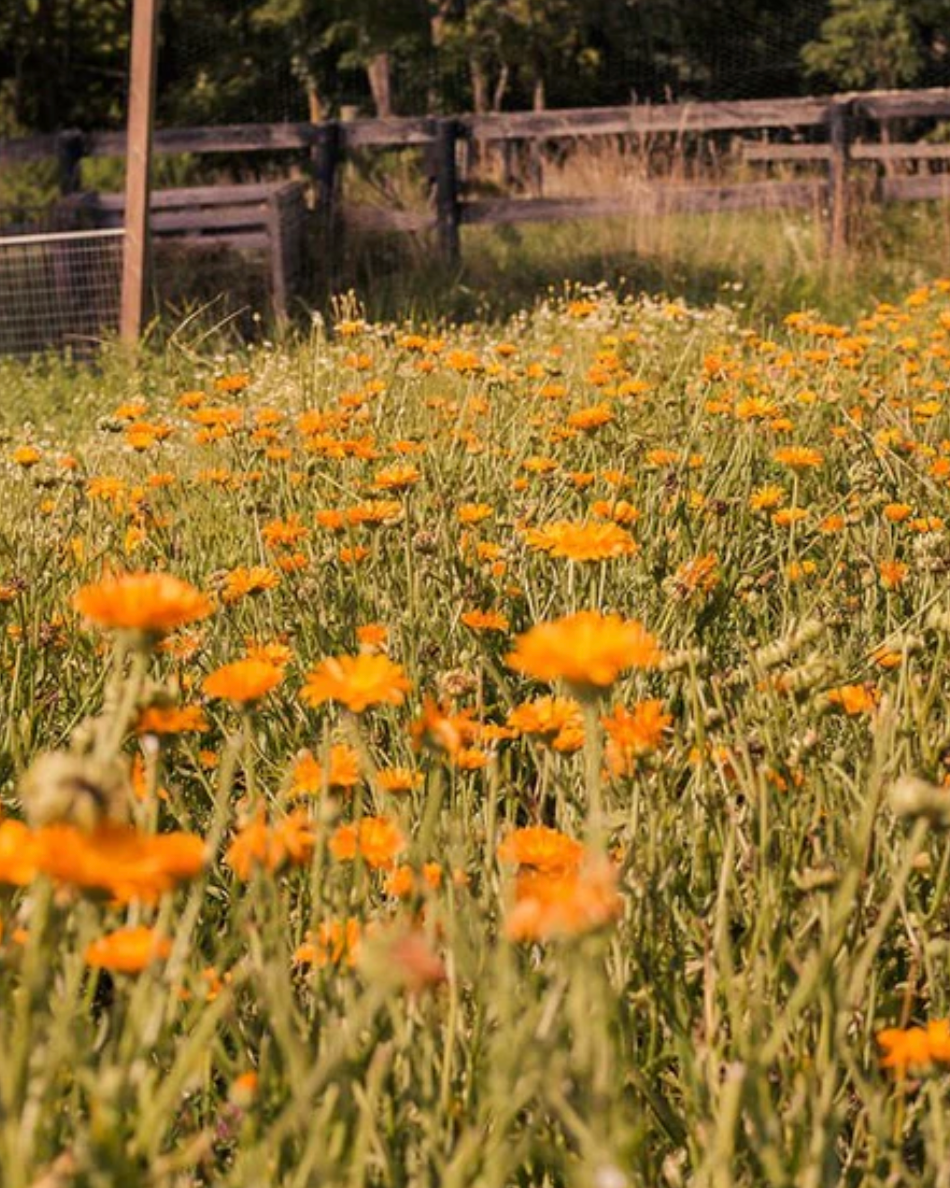 Resin - Restructuring Oil Concentrate