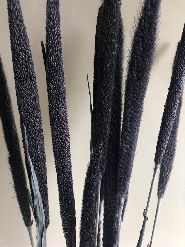 Purple Majesty Millet