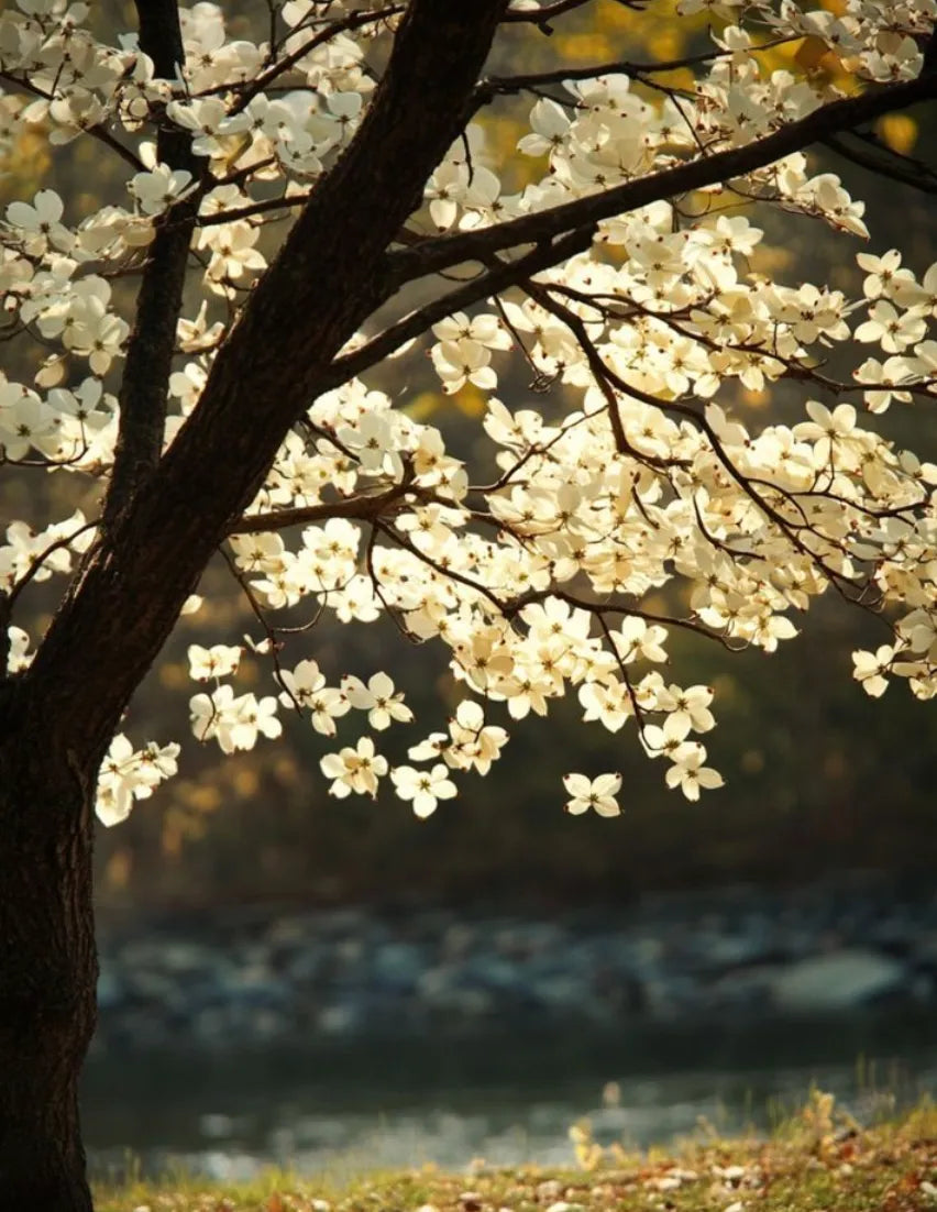 Branch of white blossoms lit by warm sunlight, with a soft-focus river and trees in the background.