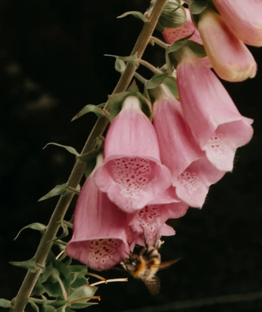 The Quiet Enchantment of Foxgloves