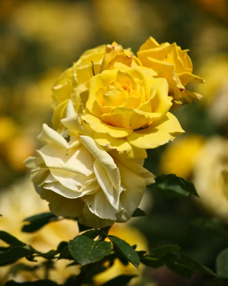 Flowers for Those on the “No” List