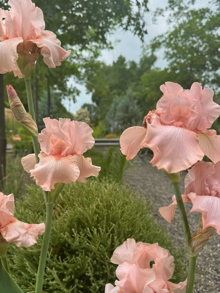 A Love Letter to the Iris