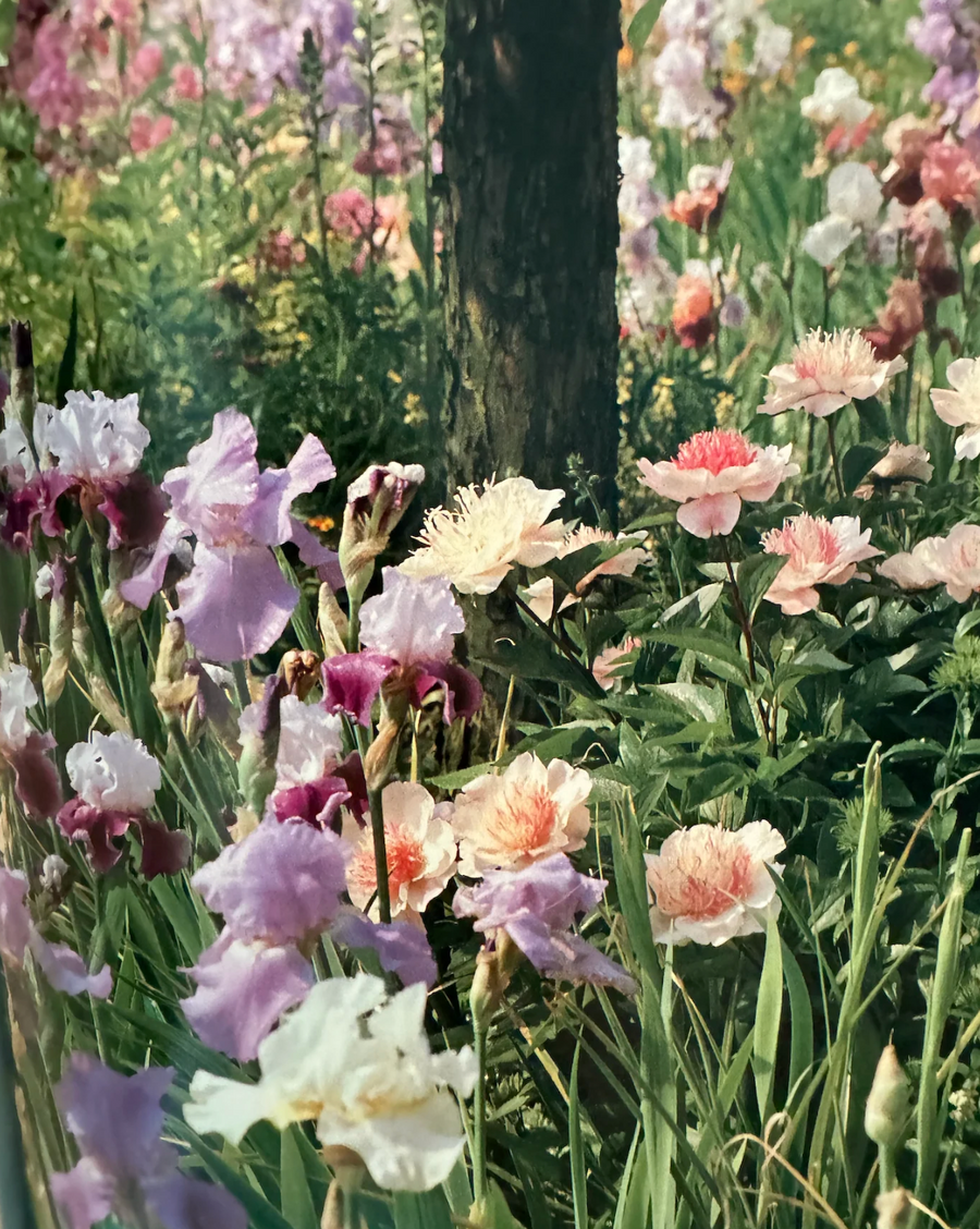 Flowers That Follow Us Home