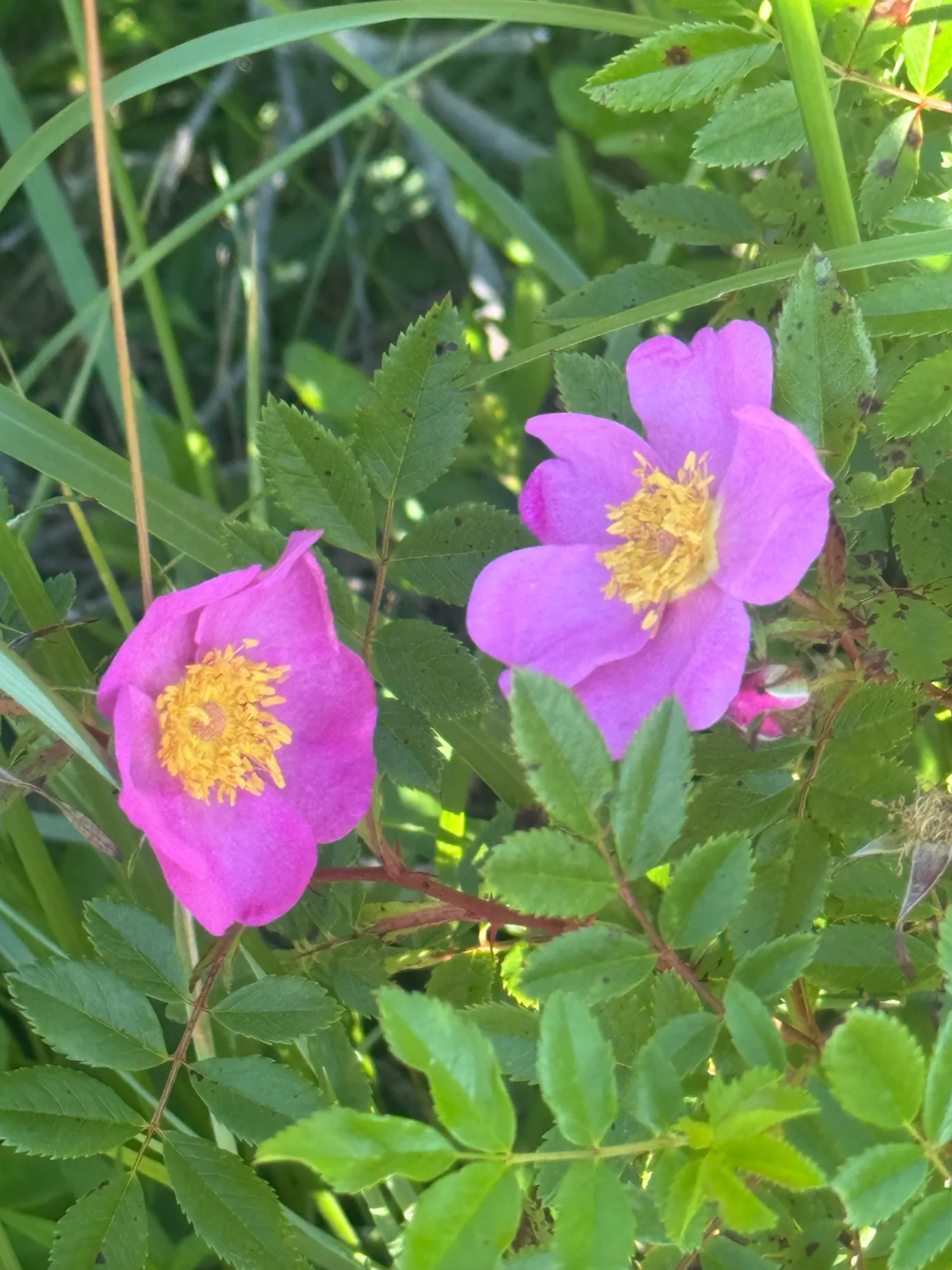 The Wild Garden by the Sea