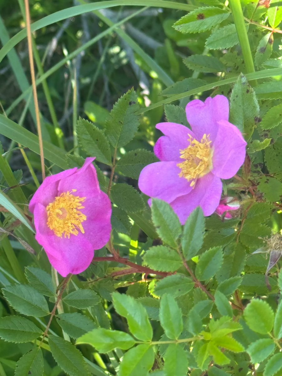 The Wild Garden by the Sea
