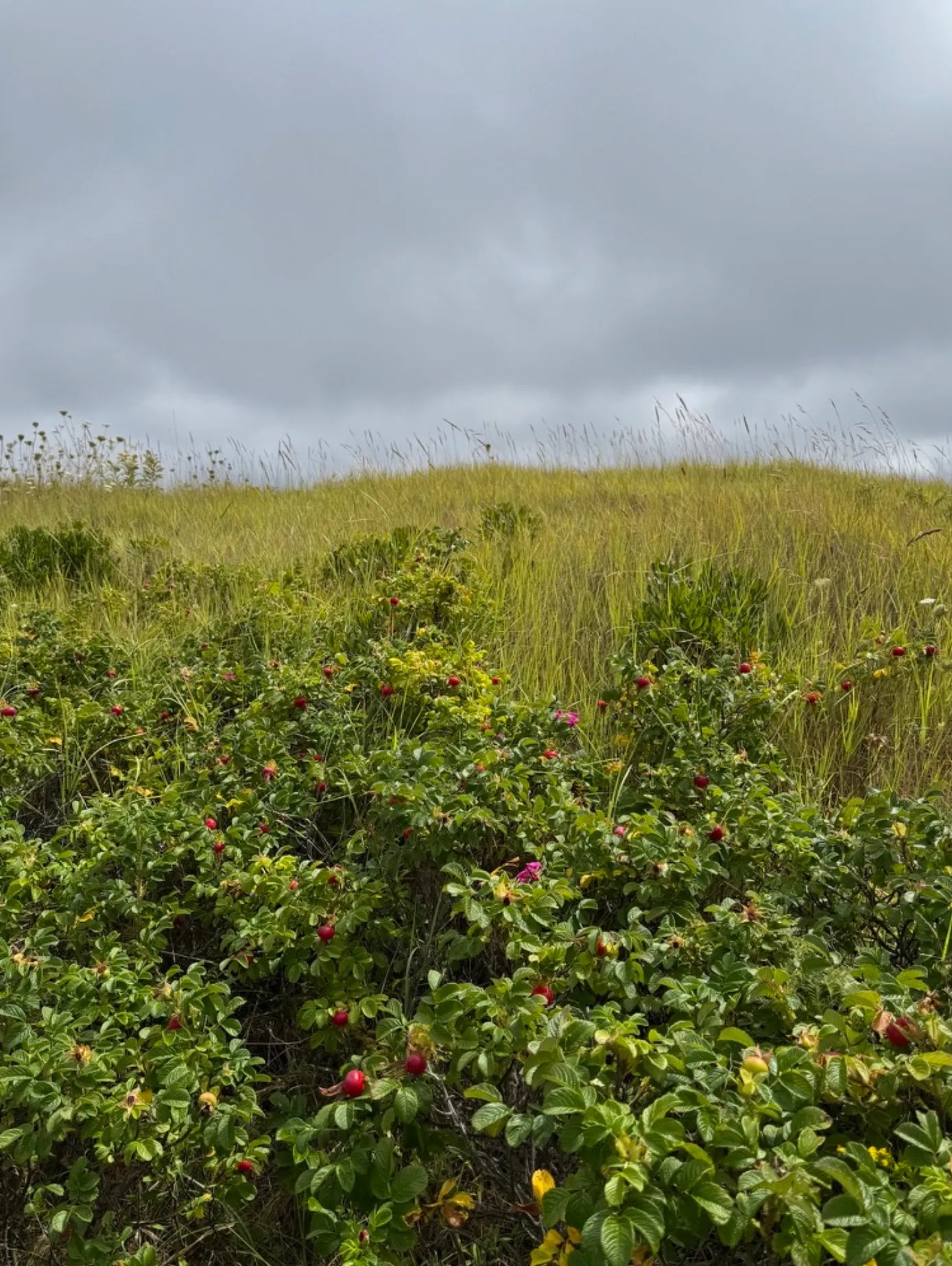 Wild rose bushes with red rose hips scattered across a windswept grassy landscape.
