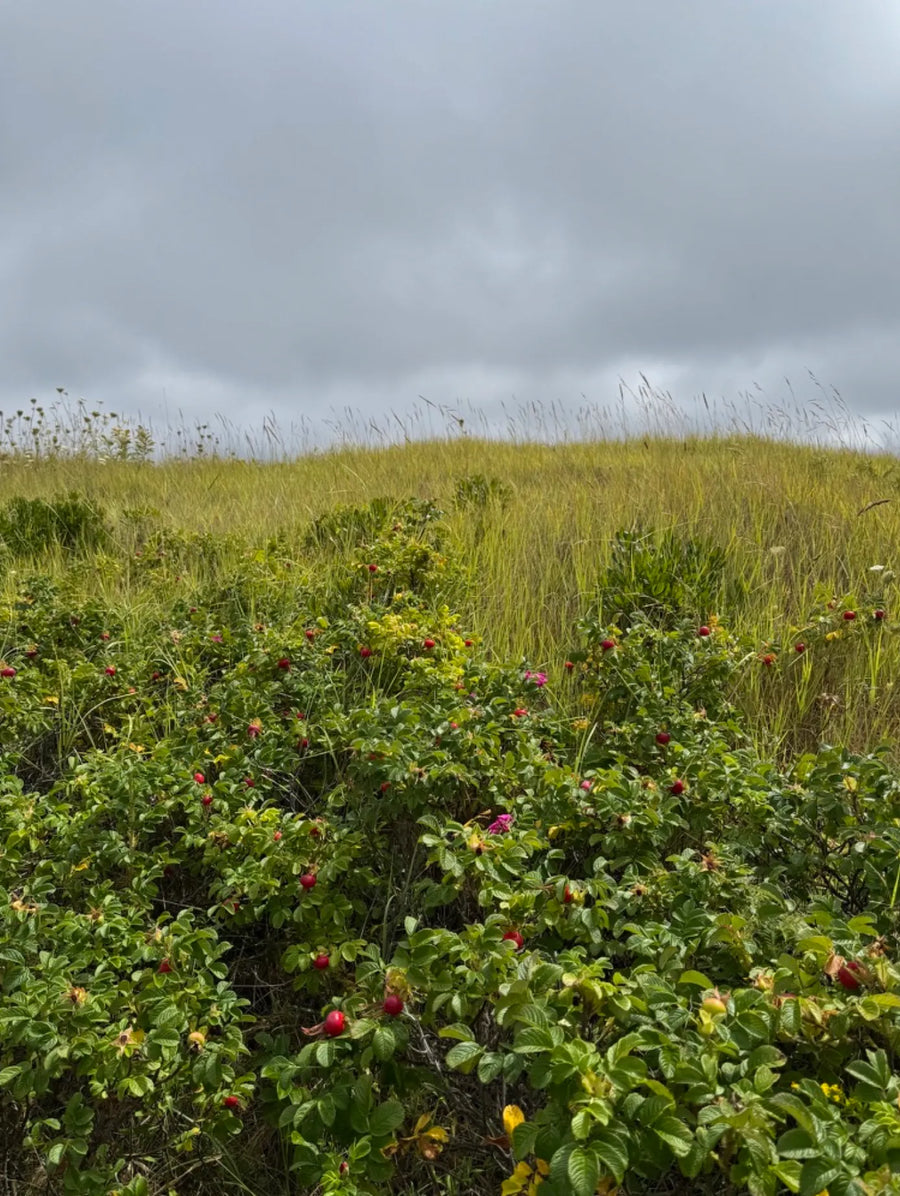 Wild rose bushes with red rose hips scattered across a windswept grassy landscape.