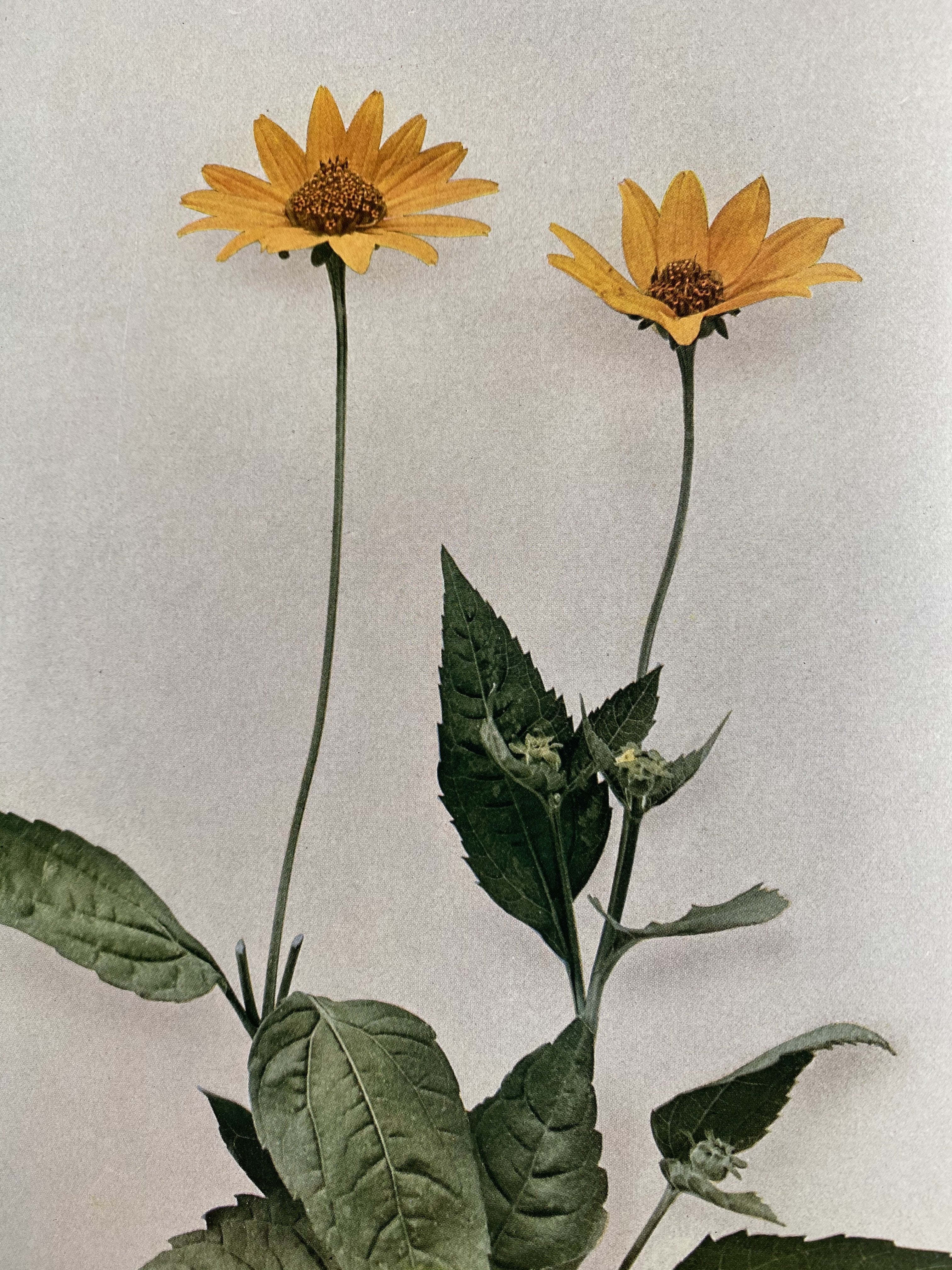 Edible Flowers