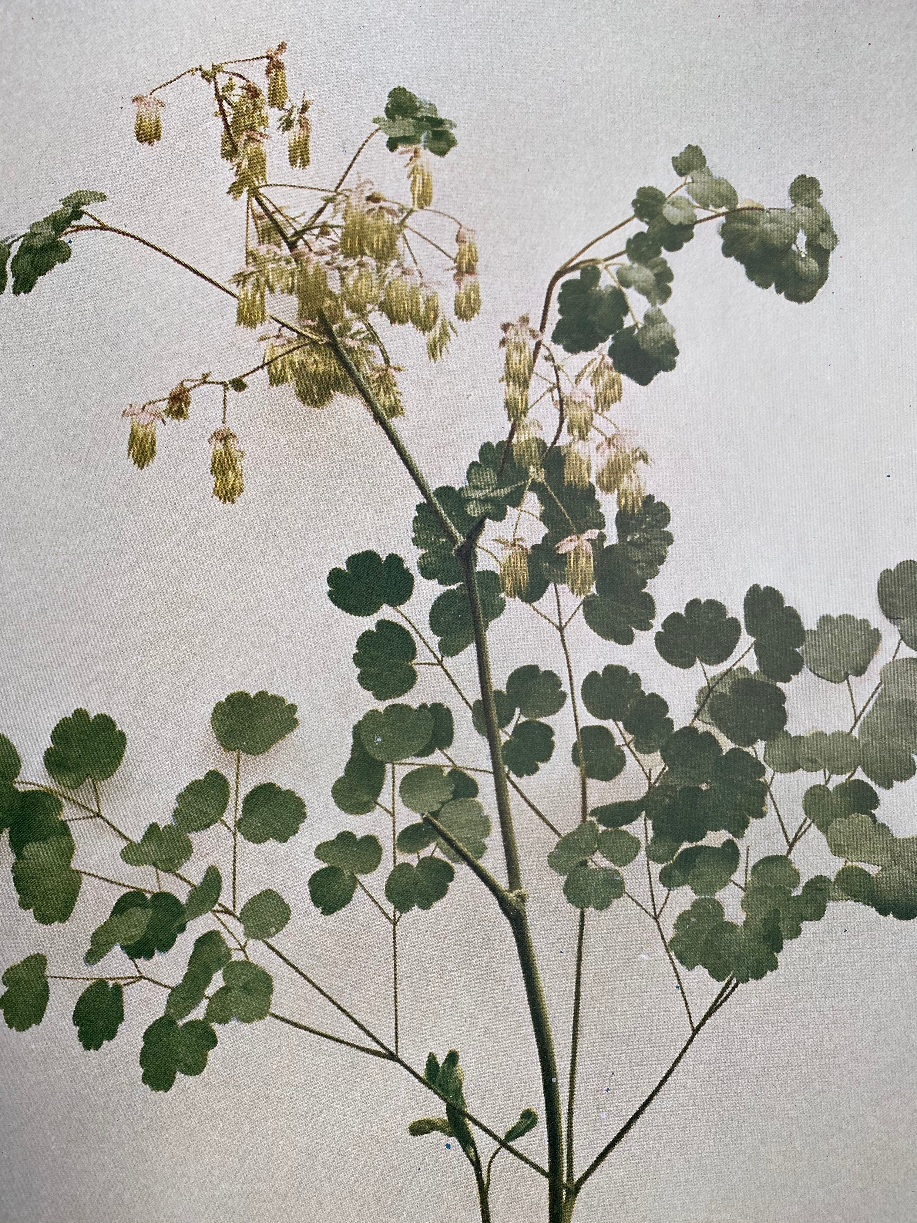 Dried Bouquets