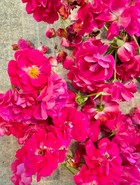 Edible Flower Blend