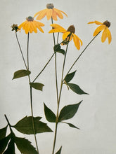 Load image into Gallery viewer, Orchard Sun Candle
