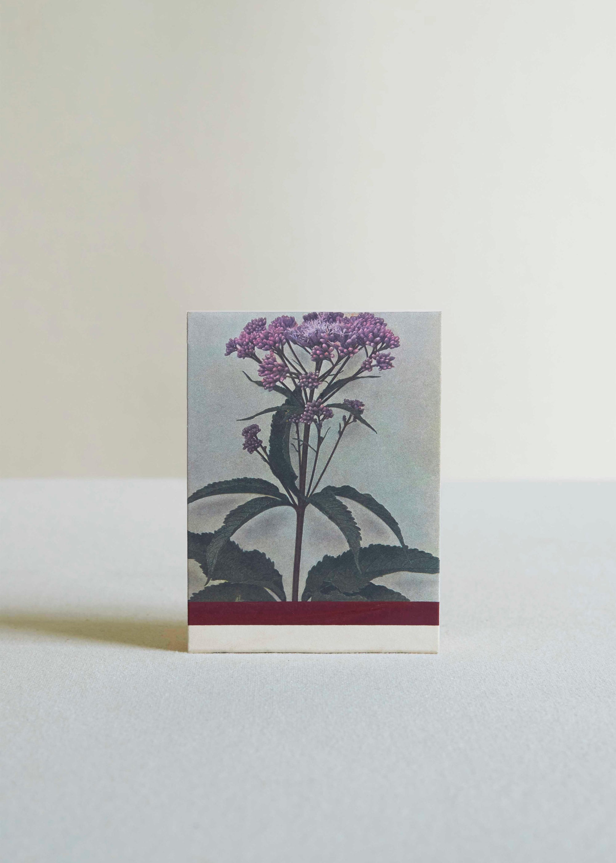 Wild Pink (Silene caroliniana) Botanical Matches