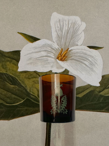426 - Candle - The scent of our store.