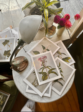 Load image into Gallery viewer, Vintage Botanical Print
