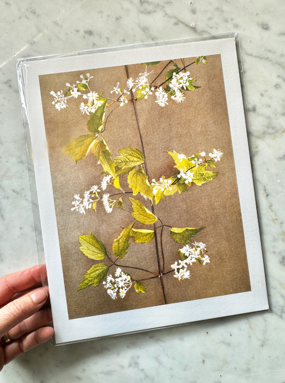 Vintage Botanical Print
