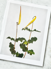 Load image into Gallery viewer, Vintage Botanical Print
