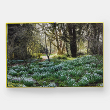 Load image into Gallery viewer, A Year in Bloom: Flowering Bulbs for Every Season
