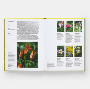 A Year in Bloom: Flowering Bulbs for Every Season