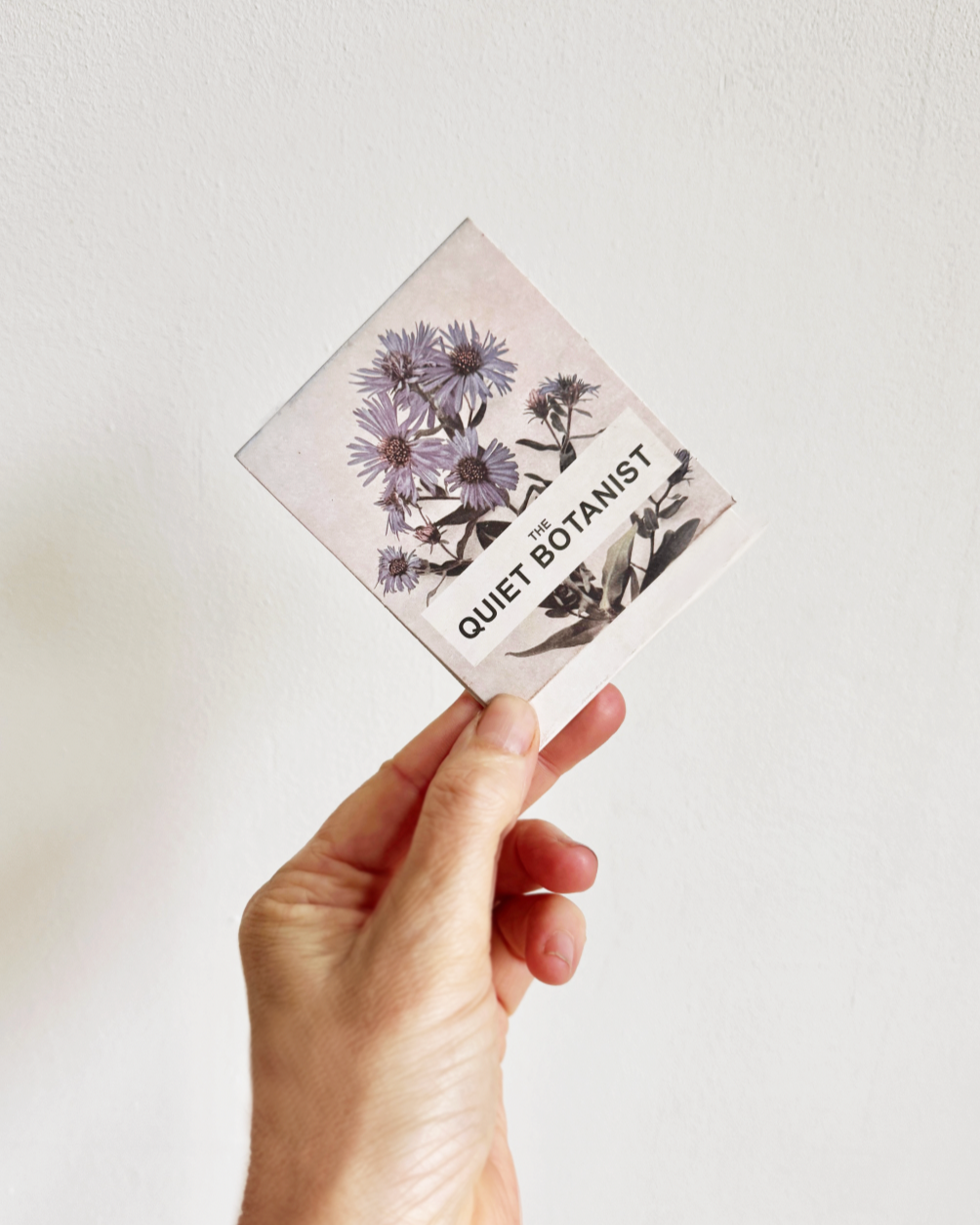 Blue Aster - Botanical Matches