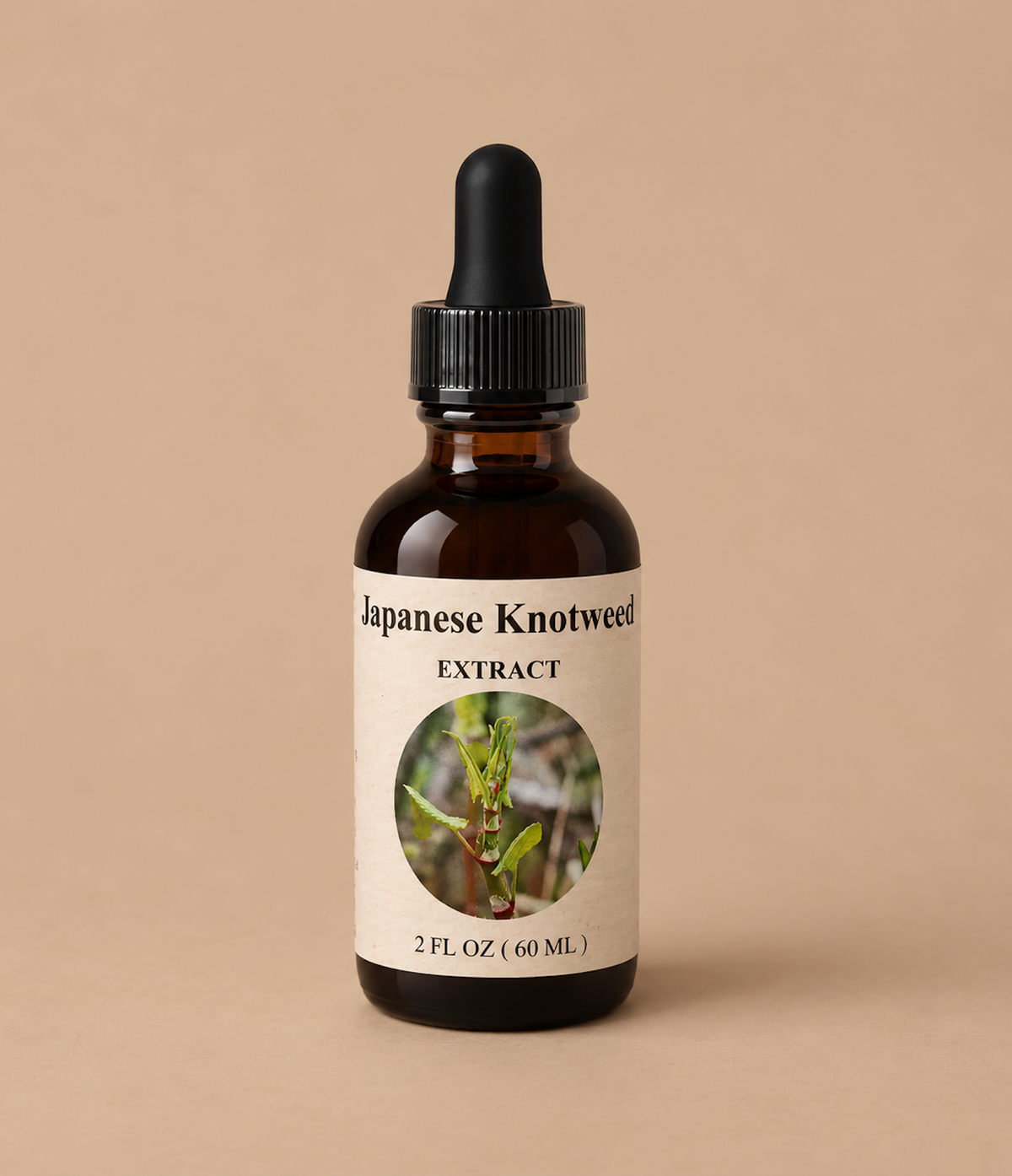 Japanese Knotweed - Lyme tincture