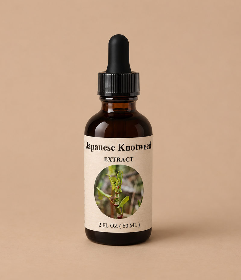 Japanese Knotweed - Lyme tincture