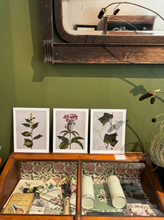 Load image into Gallery viewer, Vintage Botanical Print

