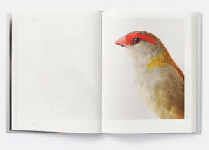 Bird Love - LEILA JEFFREYS