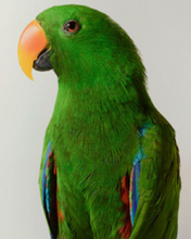 Load image into Gallery viewer, Bird Love - LEILA JEFFREYS
