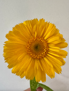 Edible Flower Blend
