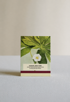 Spring Wild Aster Botanical Matches