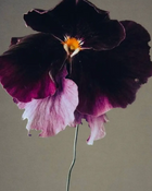 Moody Blooms Candle