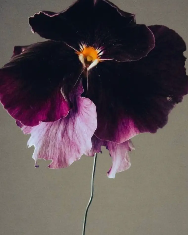 Moody Blooms Candle