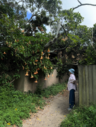 Garden Stories - Green Fig Candle