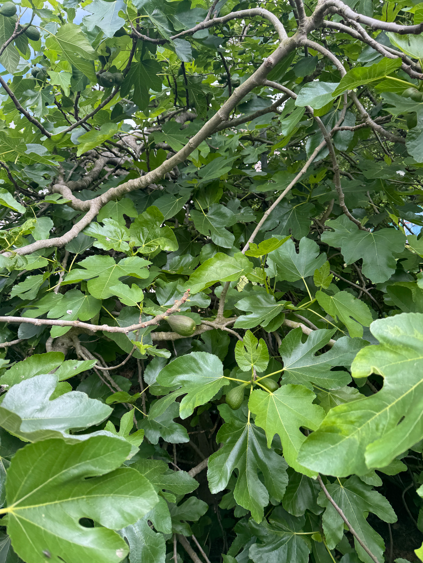 Garden Stories - Green Fig Candle