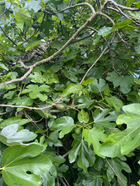 Garden Stories - Green Fig Candle