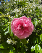 Smell The Roses - Bar Soap.