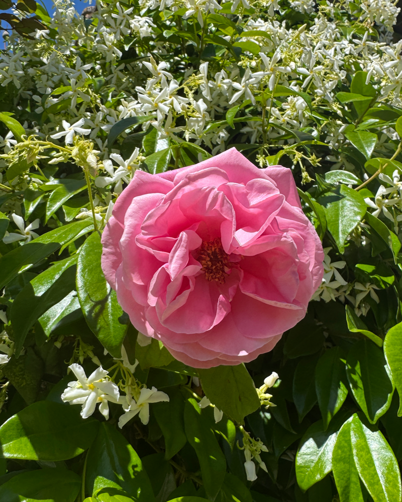 Smell The Roses - Bar Soap.
