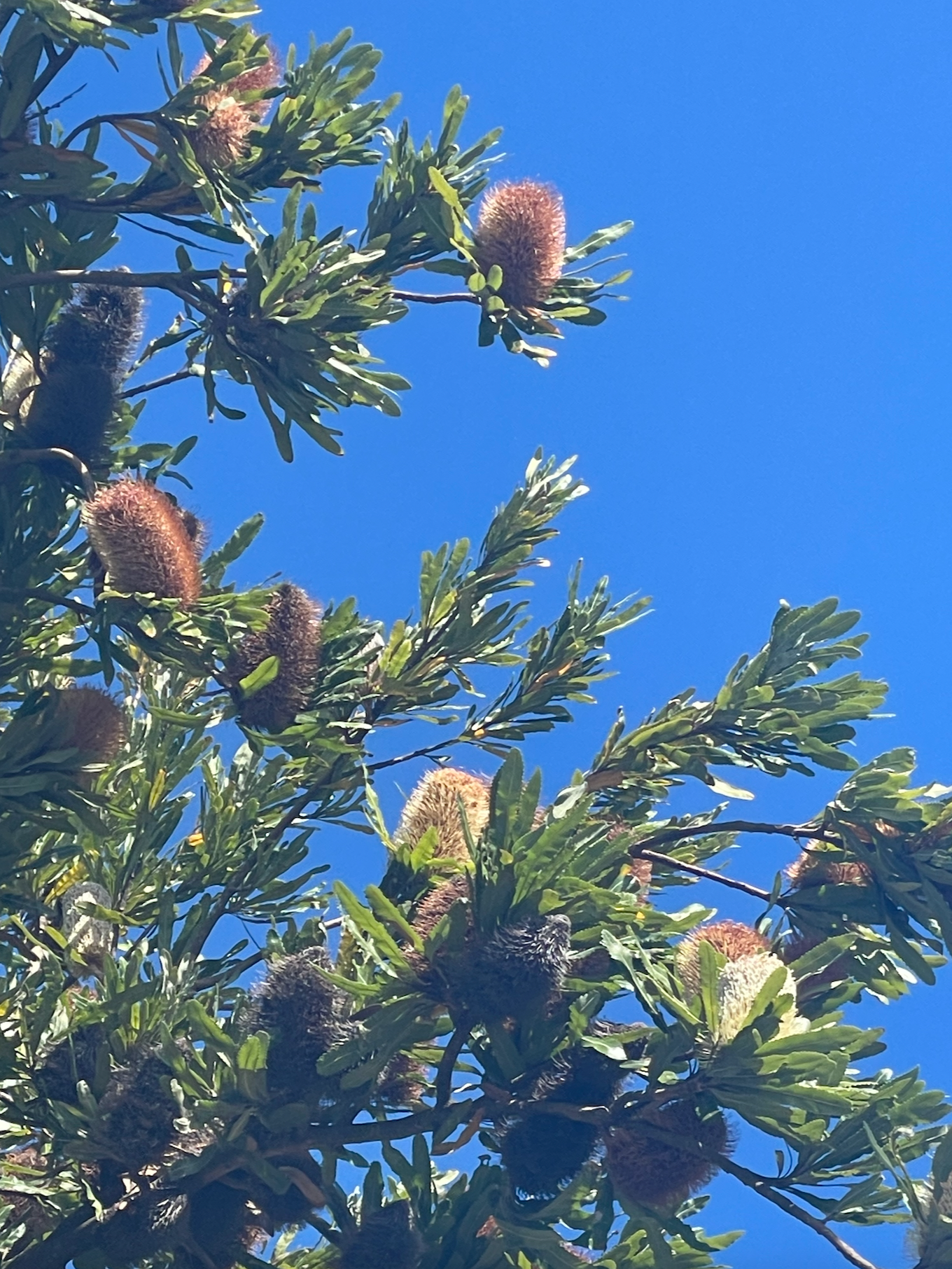 Limited Edition Summer Candle - Coastal Walk