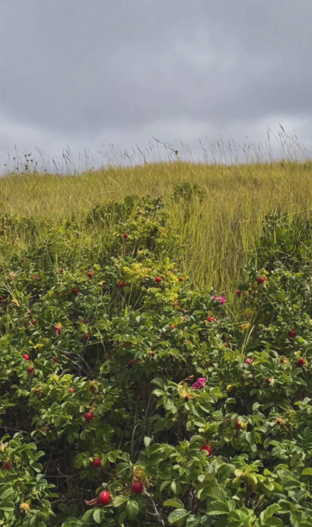 The Quiet Botanist (US) lifestyle
