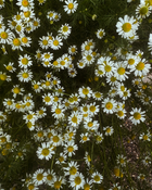 GOLDEN HOUR - SOOTHING CHAMOMILE SOAP.