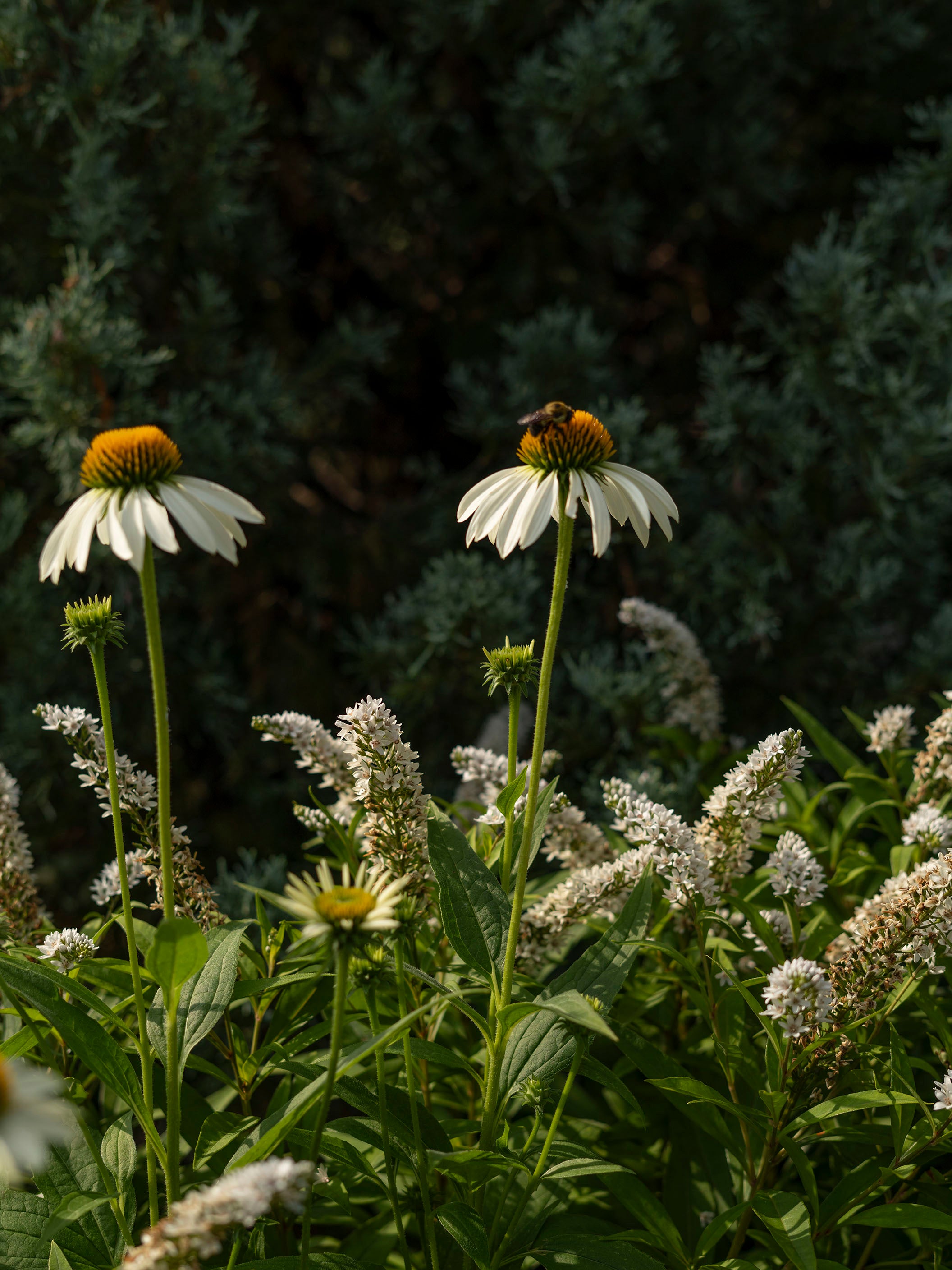 Two white flowers with green stems and leaves, one with a bee on it, against a dark background.