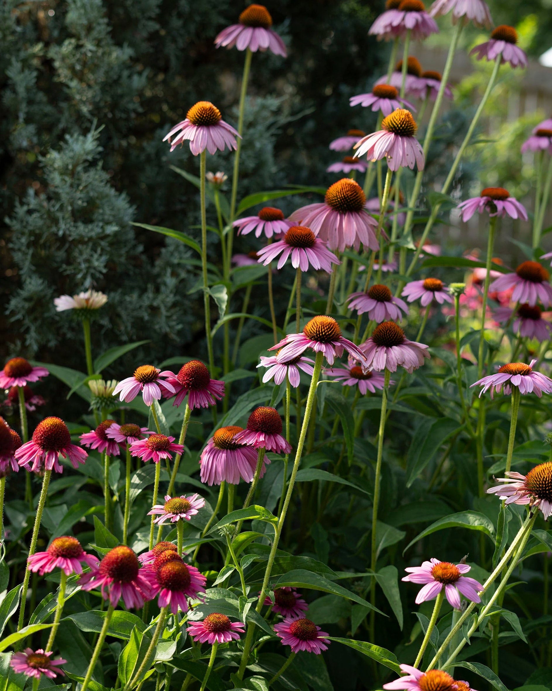 The Botanist Gift Card