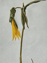 Load image into Gallery viewer, Golden Finch - Botanical Matches

